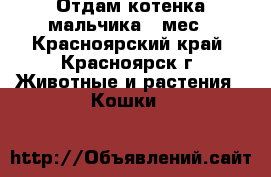 Отдам котенка мальчика 4 мес - Красноярский край, Красноярск г. Животные и растения » Кошки   